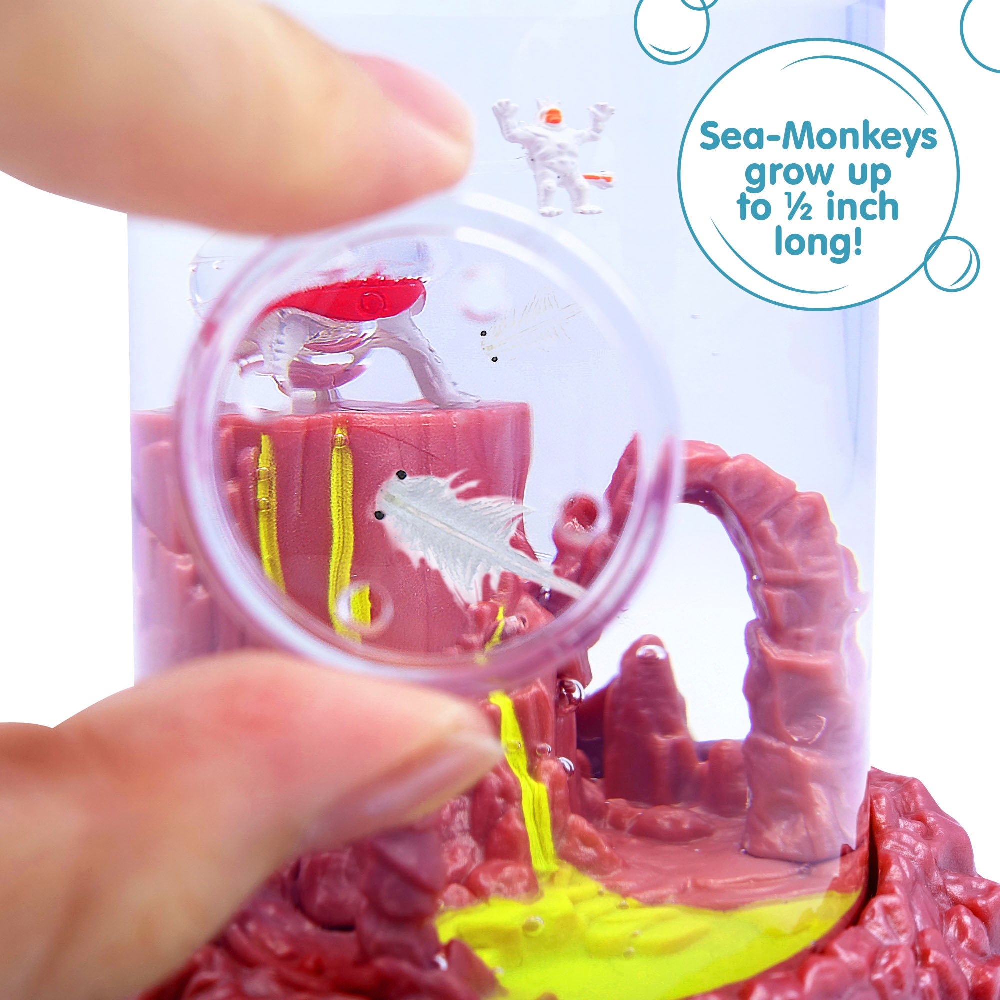 Fingers holding a small magnifying glass up to the aquarium. Two magnified Sea-Monkeys are visble. There is a callout in a circle that reads "Sea-Monkeys grow up to 1/2 inch long!"